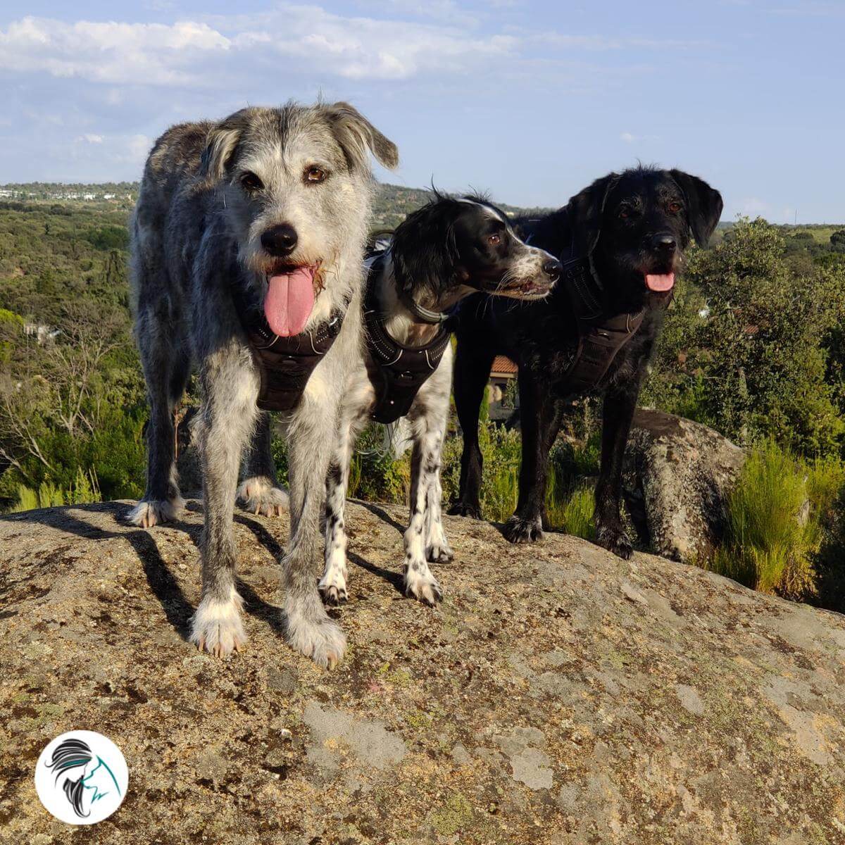 Noah and two other dogs standing on a large rock.