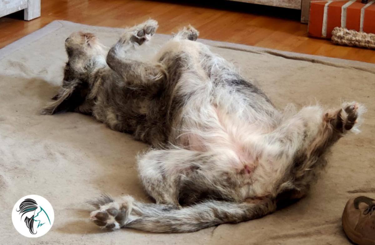 Noa lying on her back on the floor.