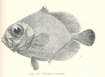 Conoce todo sobre el black oreo dory, un pez enigmático