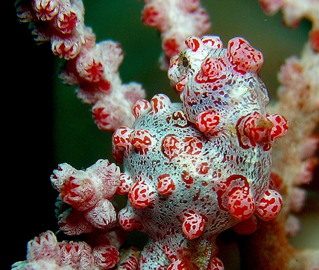 Caballito de mar pigmeo rojo