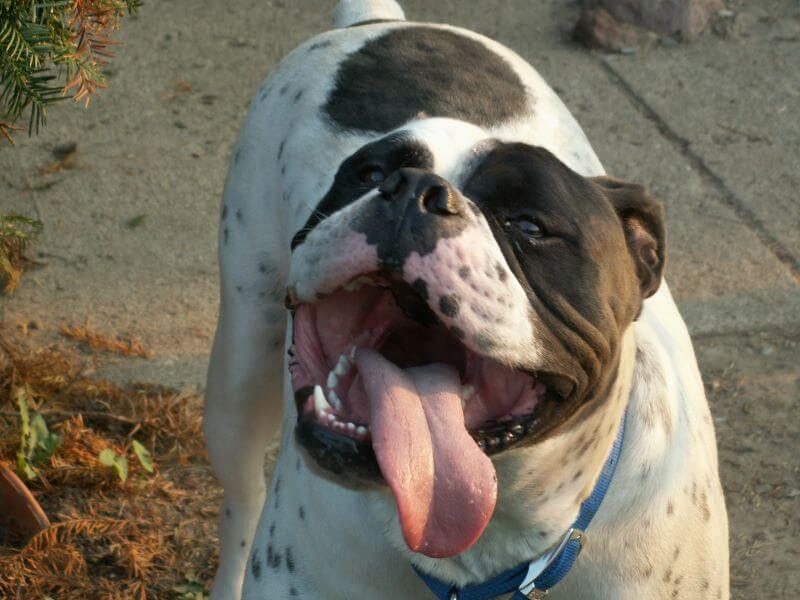 Olde English Bulldogge abriendo la boca