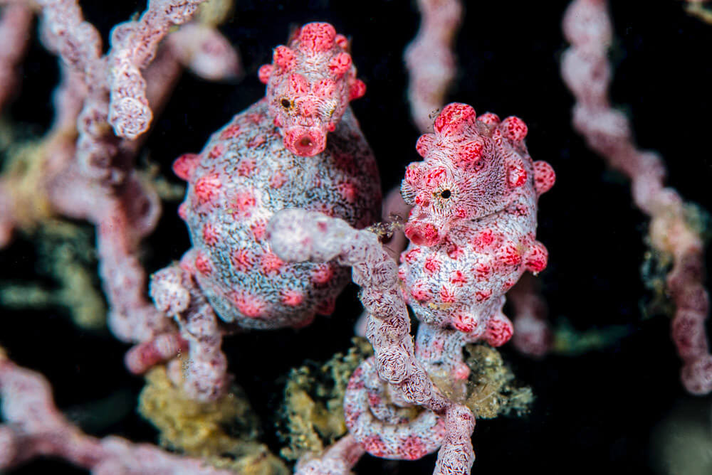 Caballito de mar pigmeo sobre coral