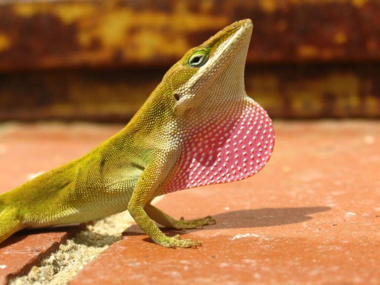 El anolis: hábitat, características y reproducción