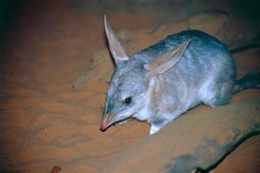 7 curiosidades sobre el bilby menor