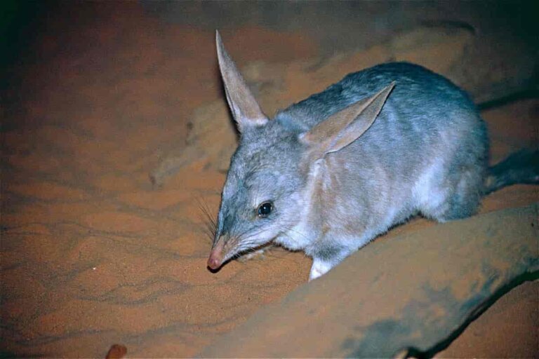 7 curiosidades sobre el bilby menor
