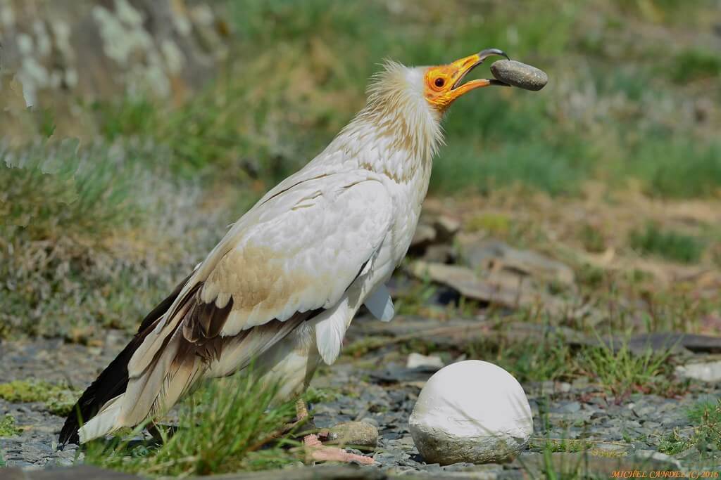 Schmutzgeier mit einem Stein im Schnabel