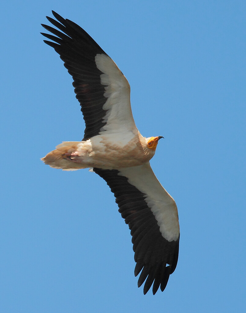 An Egyptian vulture.