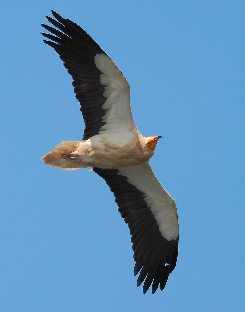 Schmutzgeier im Flug