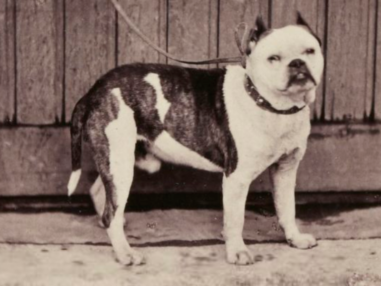 Todo sobre el olde english bulldogge ¿es esta raza de perro adecuada