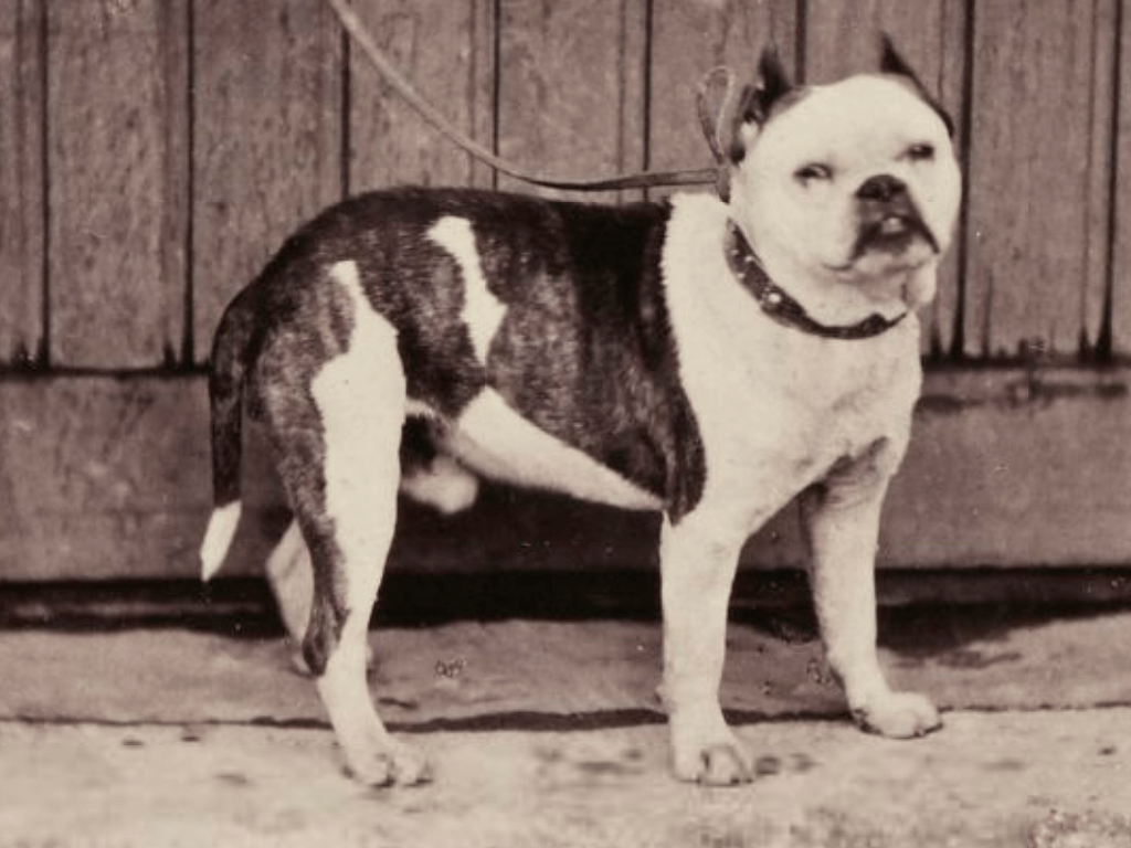 Old English Bulldog foto antigua