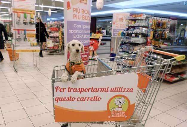 Perrito en un carrito de mercado.