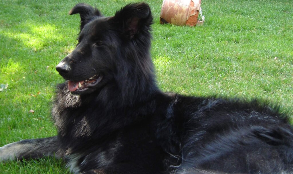 Shiloh Shepherd sull'erba