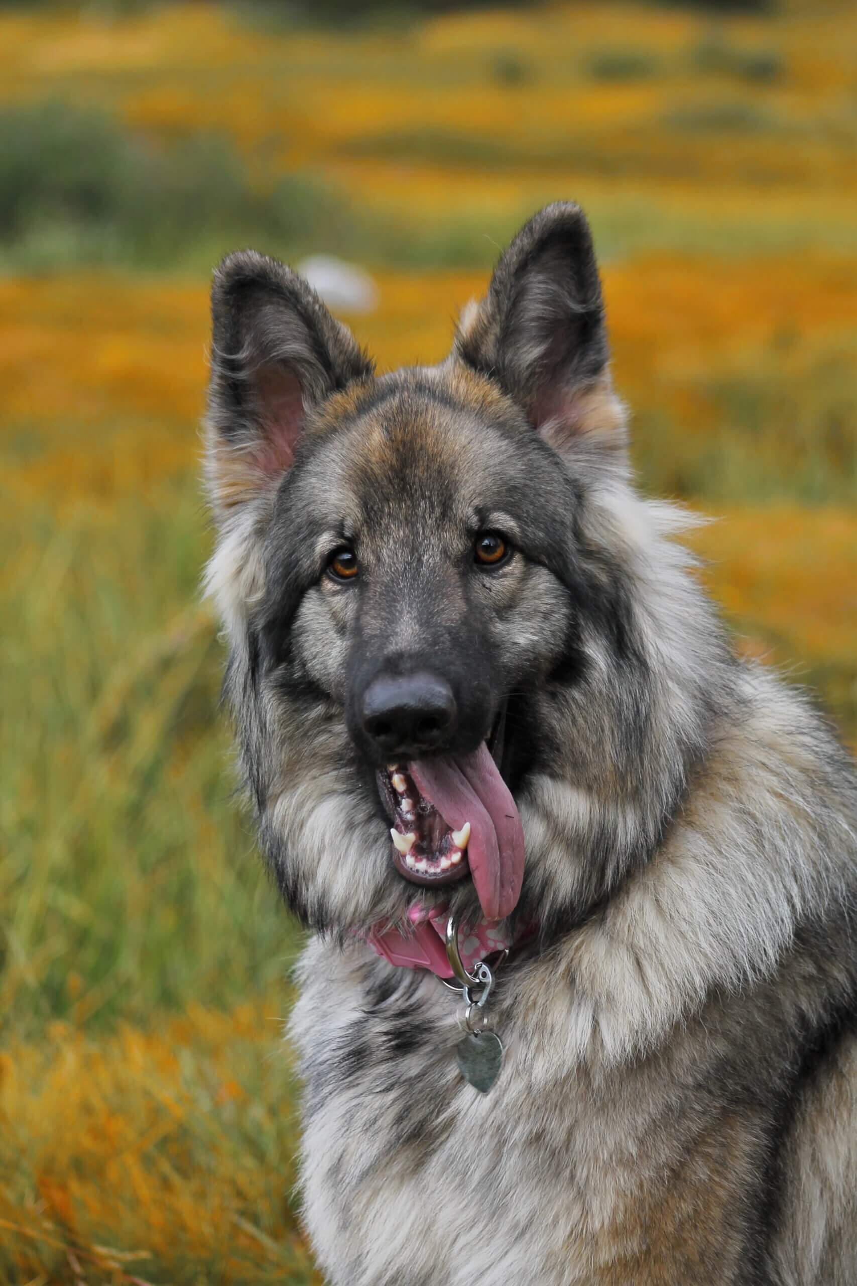 Shiloh shepherd sull'erba