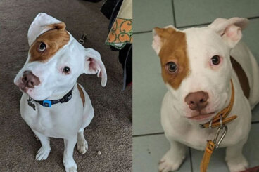 Perrito incomprendido: fue abandonado porque no sabían que tenía una condición especial