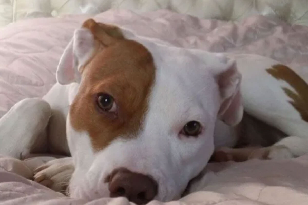 El hermoso perrito fue abandonado al no ser comprendido, era sordo.