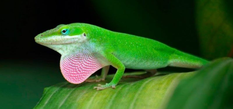The anolis