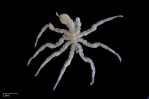 Arañas de mar: características, hábitat y alimentación