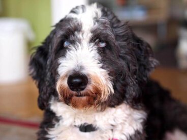 Todo sobre el aussiedoodle