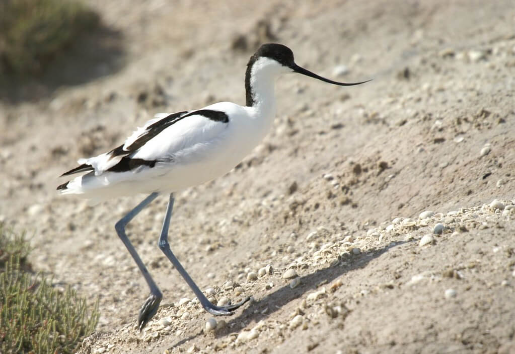 Avoceta caminando sobre arena