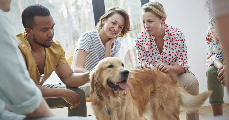 Consejos para seleccionar el perro perfecto para terapia