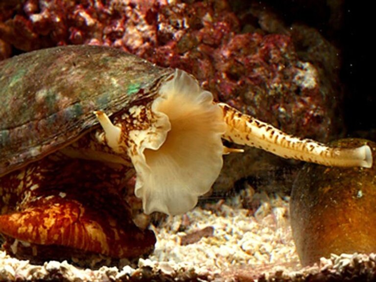 El caracol cono es un depredador lento, pero muy venenoso