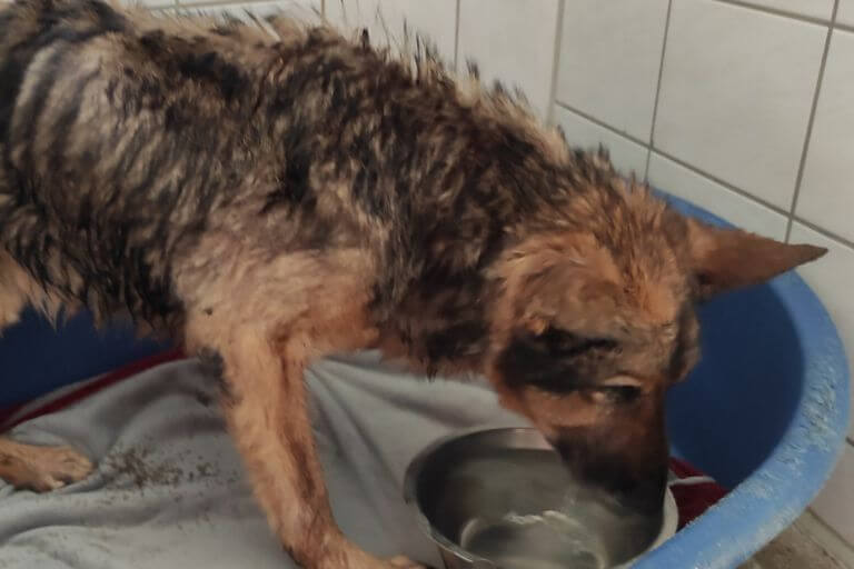 Il suo destino era segnato e tanti anni di maltrattamenti hanno portato a gravi conseguenze.