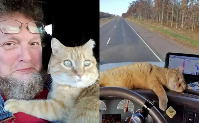 ¡Compañero de viaje felino! Camionero adoptó gatito y ahora es su copiloto favorito