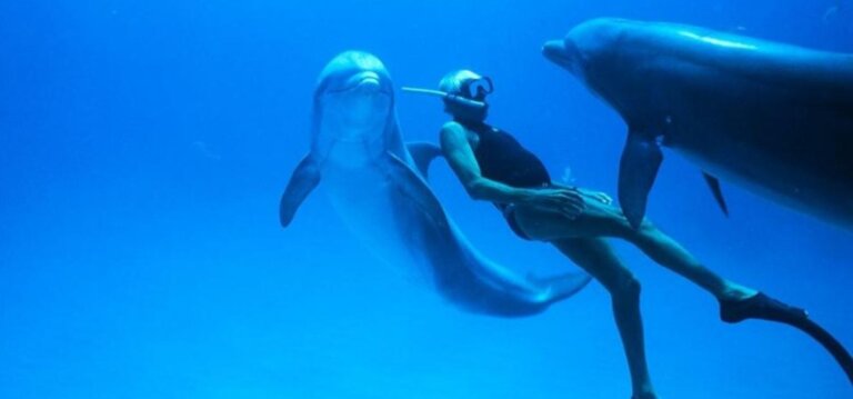 Caso de delfín pidiendo ayuda para salvar a su pareja, dejó en claro su inteligencia y amor