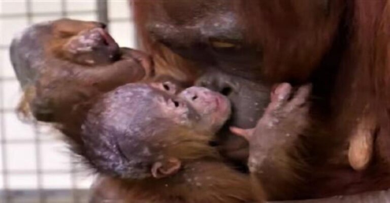 Mamá orangutana por fin se encuentra con su bebé, un momento muy emotivo