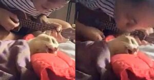 Su gatito merecía una última canción: así se despidió de su compañero