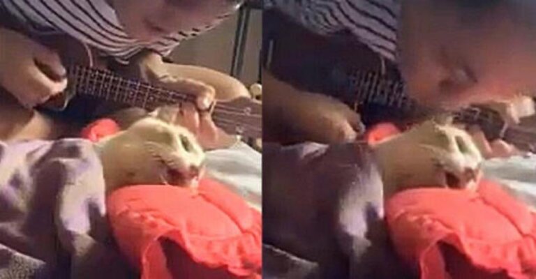 Su gatito merecía una última canción: así se despidió de su compañero