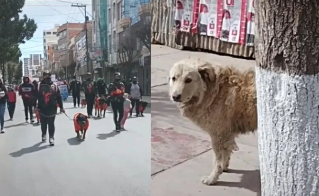 ¡Un corazón roto! Perrito solitario se entristece al ver el desfile de mascotas con sus familias