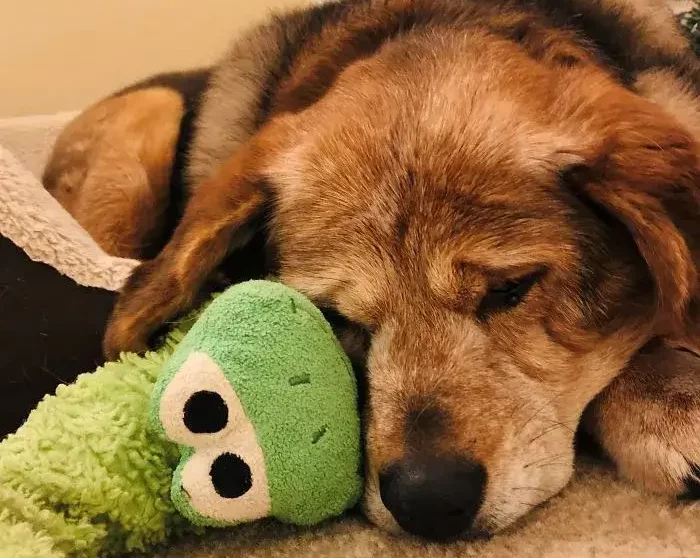 El perrito de avanzada edad que duerme con su juguete.