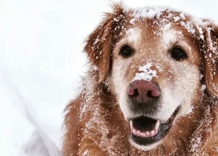 El perrito de avanzada edad que juega en la nieve.