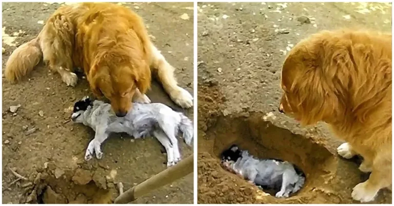 Conmovedora historia de un perrito que perdió a su compañero, ¡no quiere que lo entierren!