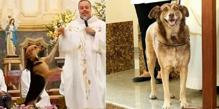 ¡Preciosa acción! Sacerdote celebra la misa en medio de perritos para que encuentren hogar