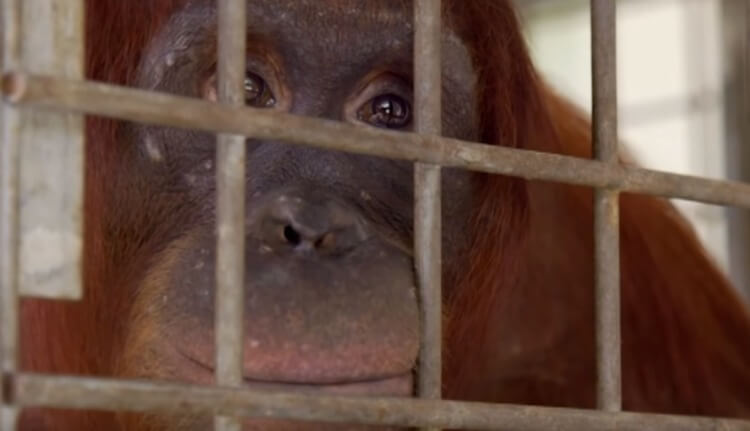 La madre orangután triste.