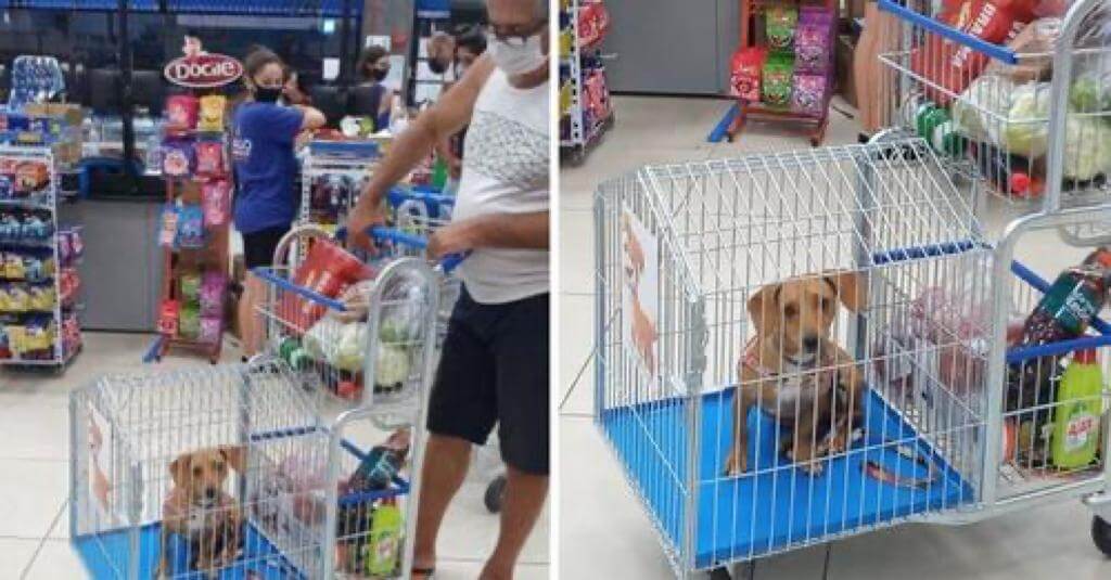 Crean carritos de supermercado para perritos: ¿en realidad son una buena opción?
