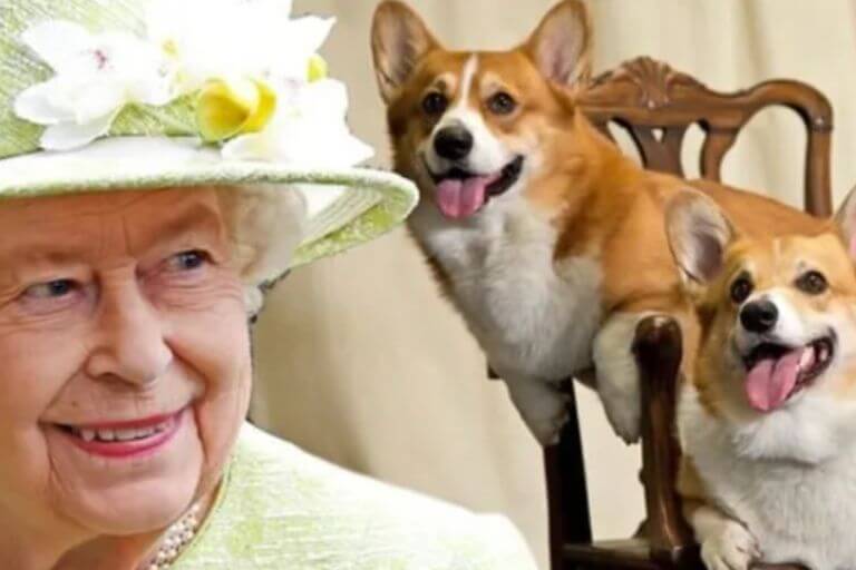 Compañeros de la corona: conoce los inseparables canes de la reina Isabel y su amor por ellos
