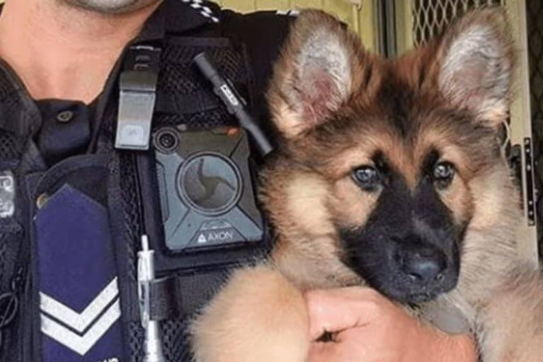 Tierno perrito fue descartado como can policía, pero ahora tiene otra importante misión