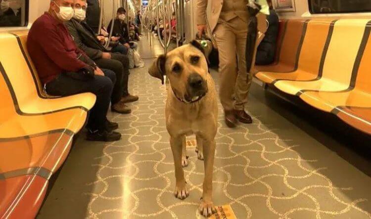 El perrito callejero es la alegría de quienes viajan con él.