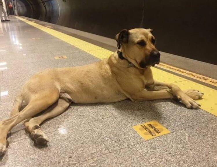 Boji ha demostrado ser un pasajero ejemplar.