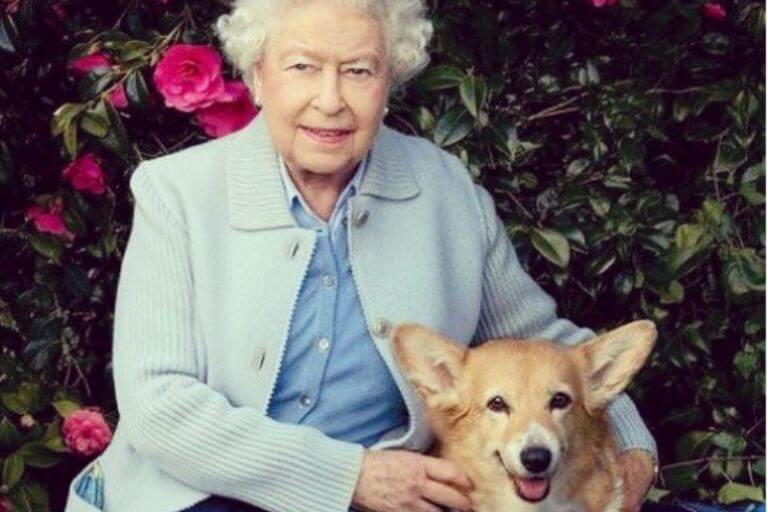 Queen Elizabeth's dogs.