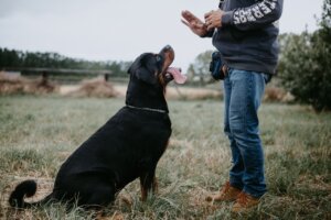 Cómo lograr que tu perro te obedezca sin gritos