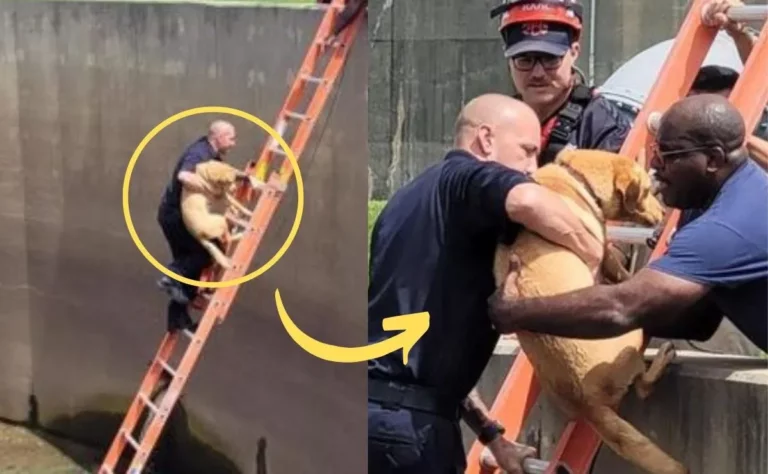 Después de caer en un hueco de 6 metros, este perrito fue rescatado por héroes con uniforme