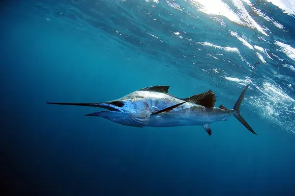 A sailfish.