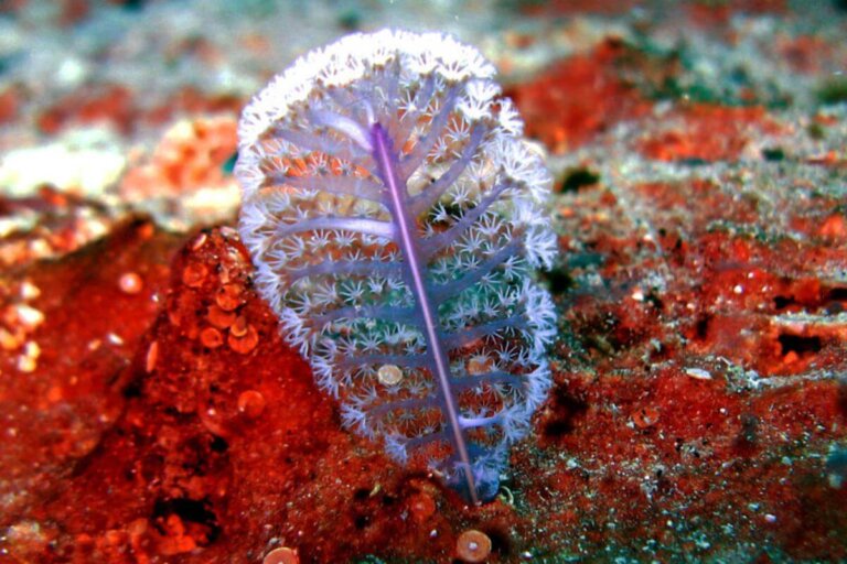 Plumas de mar: características, hábitat y alimentación