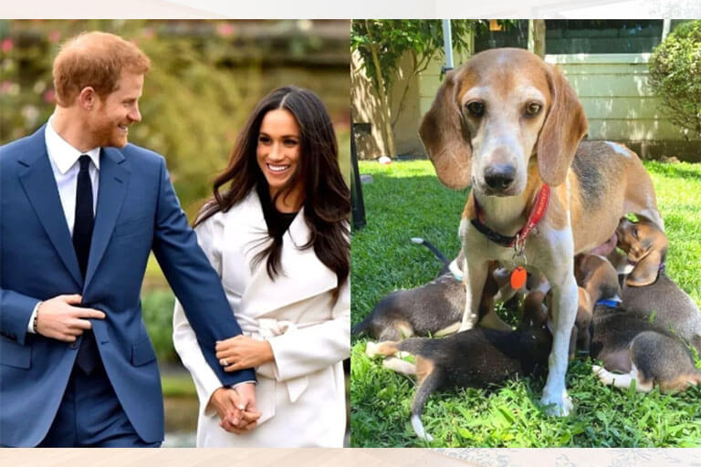 ¡Salvada de un criadero! Príncipe Harry y Meghan Markle adoptan a perrita de 7 años