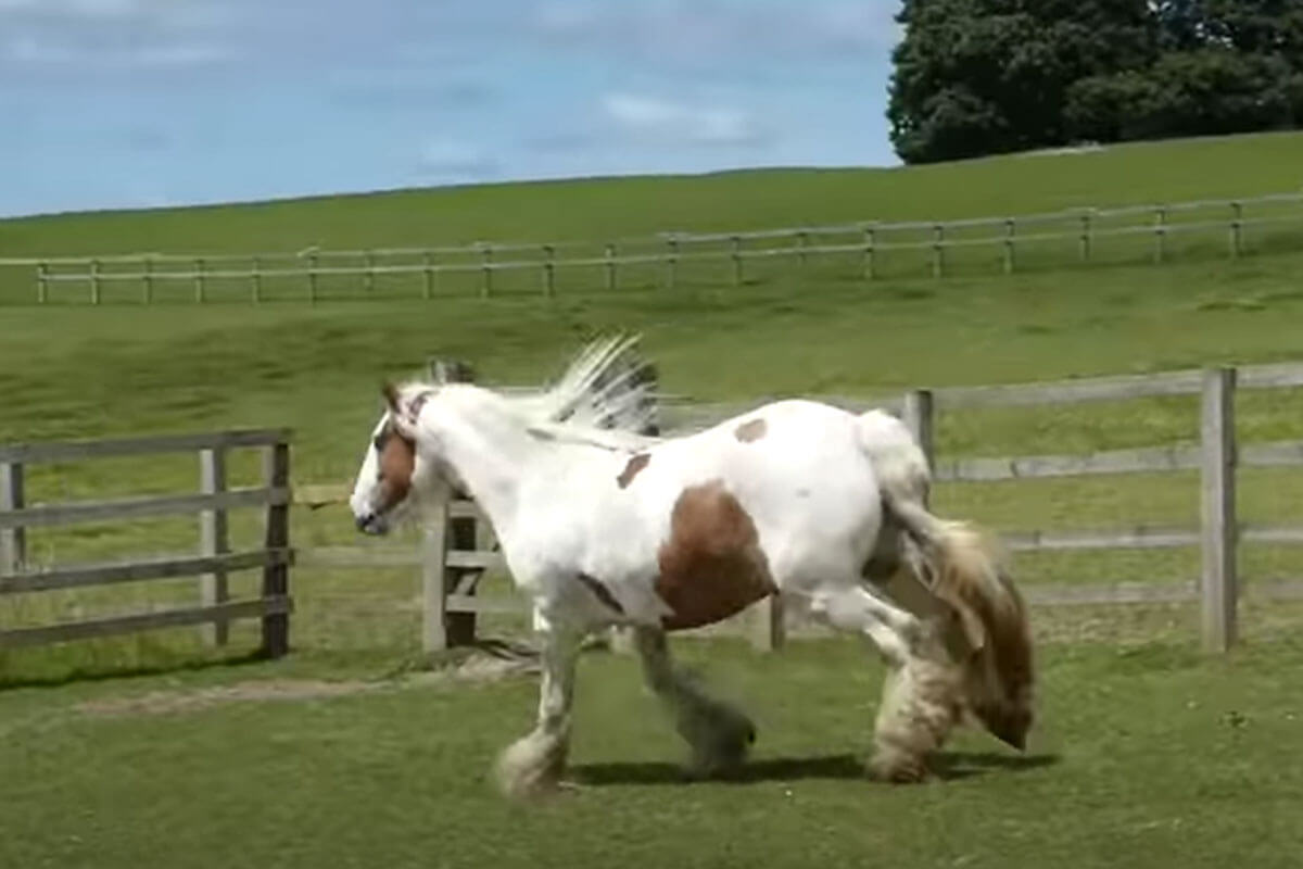 Eles salvam a égua e após meses de terapia ela consegue correr novamente.