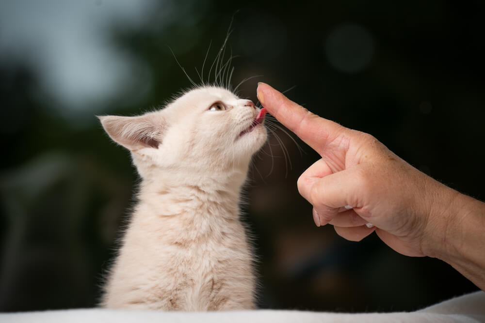 Chaton léchant son propriétaire.